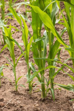 Bir büyük Alman tahıl alanda yeşil tahıl