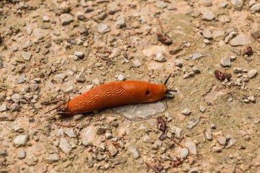 Ormandaki taşlı yerde büyük portakal salyangoz