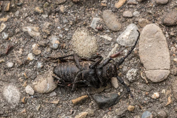Soğuk taşlı yerde ölü böcek