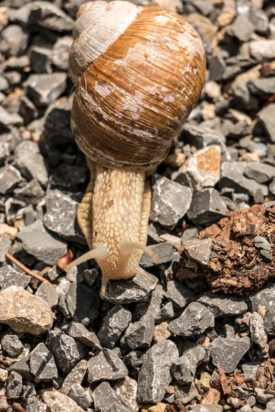 Caracol Comestible Grande Terreno Pedregoso Bosque — Foto de Stock