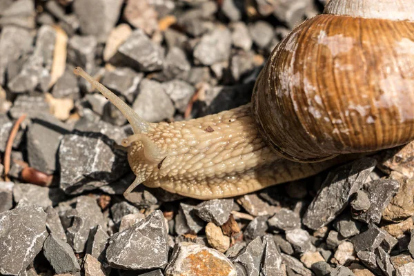 Caracol Comestible Grande Terreno Pedregoso Bosque — Foto de Stock