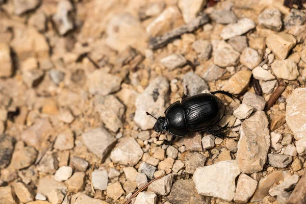 Grote Zwarte Bug Stenige Grond Het Bos — Stockfoto