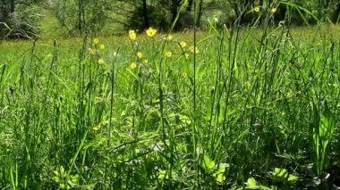 Büyük yeşil çayır yüksek çim ve çiçek