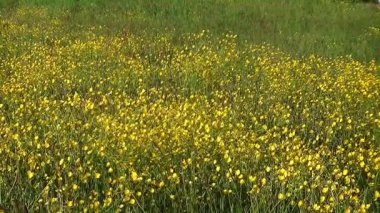 Sarı çiçek parlayan büyük alan