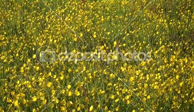 Sarı çiçek parlayan büyük alan