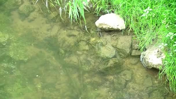 Flowing Clear Water Wide Country — Stock Video