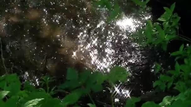 Протікає Чиста Вода Через Широку Країну — стокове відео