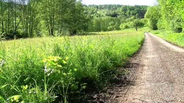 Zielonych Łąk Drzew Pobliżu Pasie Kraju — Wideo stockowe