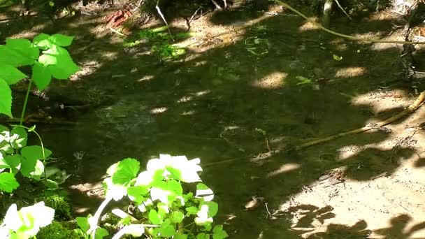 Lite Strömmande Vatten Och Massa Flugor — Stockvideo