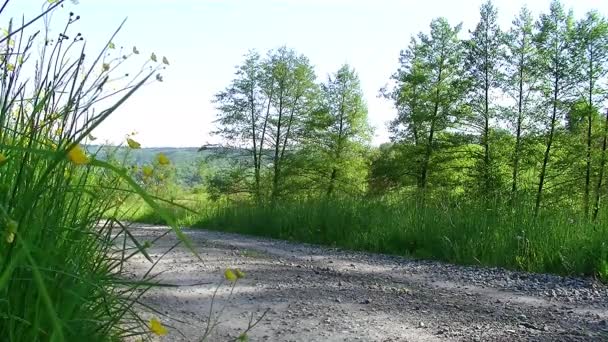 Prado Verde Árvores Perto Pista Campo — Vídeo de Stock