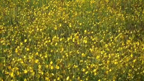 Grote Veld Van Lichtend Gele Bloemen — Stockvideo