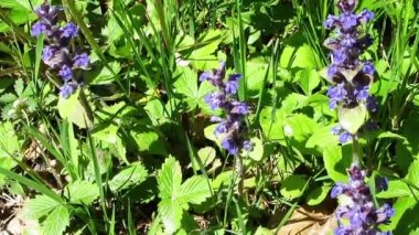 Mavi çiçekler ve yeşil çim parlayan büyük alan