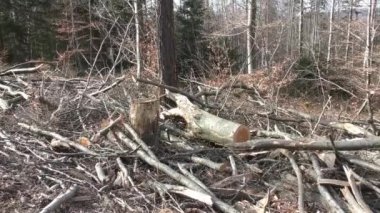 Düşmüş ve hasarlı ağaçları ile Rüzgar ve fırtına