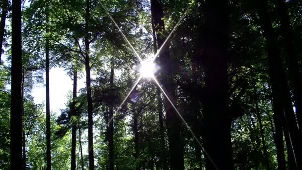 Orman Ağaçların Arasından Parlayan Güneş — Stok video