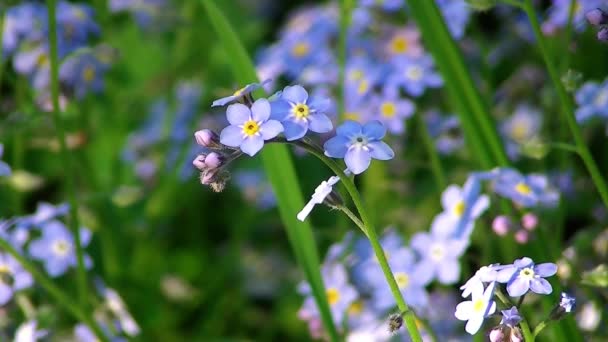 闪耀的蓝色花朵和绿草的大领域 — 图库视频影像