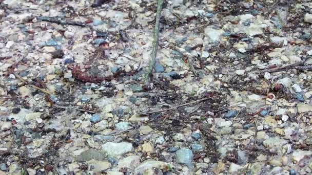 Hormigas Caminando Por Suelo Del Bosque — Vídeos de Stock