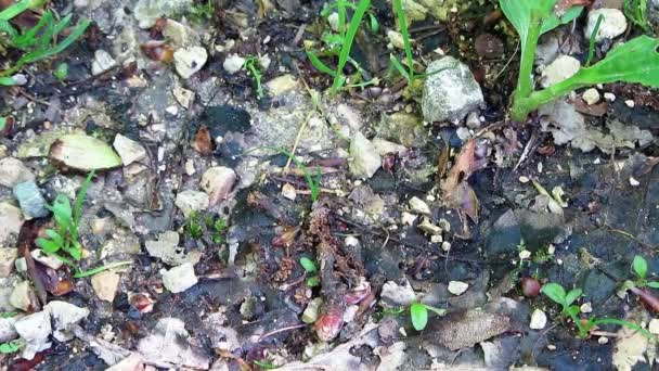 蚂蚁在森林的地面上四处走动 — 图库视频影像