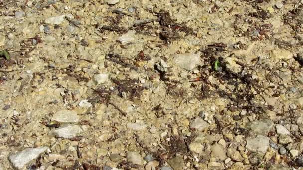 Hormigas Caminando Por Suelo Del Bosque — Vídeos de Stock