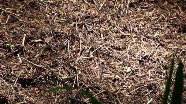 Hormigas Caminando Por Gran Hormiguero Bosque — Vídeos de Stock