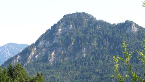 Großer Berg Und Der Grüne Wald — Stockvideo