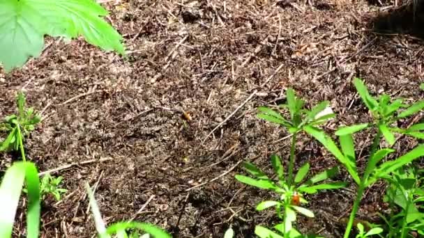 Ameisen Laufen Auf Einem Großen Ameisenhaufen Wald Herum — Stockvideo