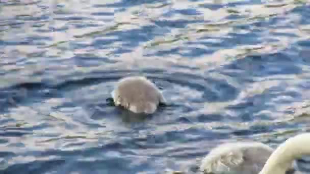 少し青い湖で白鳥の親子 — ストック動画