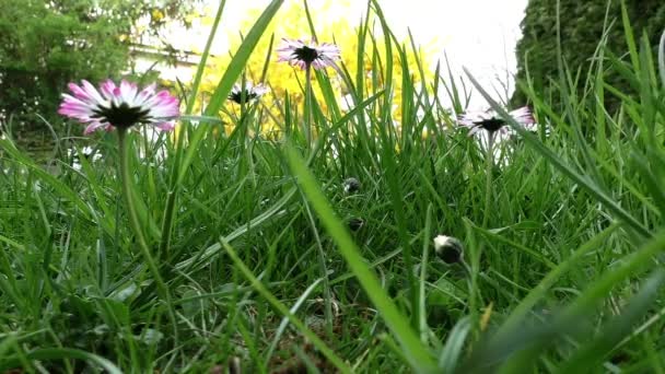 Prado Verde Com Grama Alta Flores Grandes — Vídeo de Stock