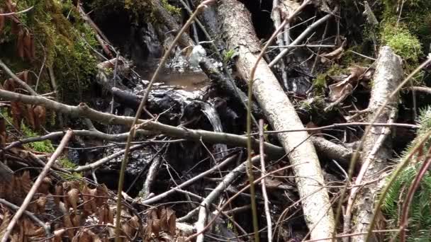 Agua Clara Que Fluye Por Todo País — Vídeo de stock