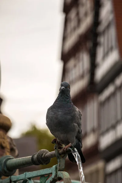 Drinking Pigeon Sitting Fountain Old Houses Background — Stock Photo, Image