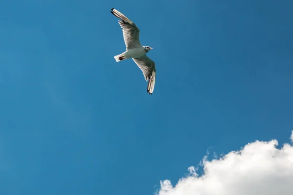 Летающая Морская Чайка Голубом Небе Белыми Облаками — стоковое фото