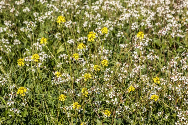 Champ Fleurs Vert Coloré Avec Des Fleurs Jaunes Blanches — Photo