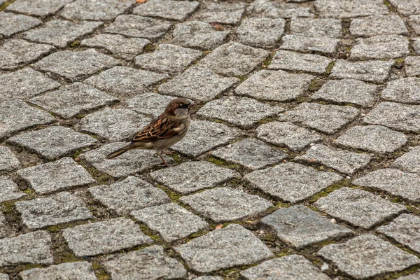 Dzielny Mały Wróbel Kamienistej Ziemi Miasta — Zdjęcie stockowe