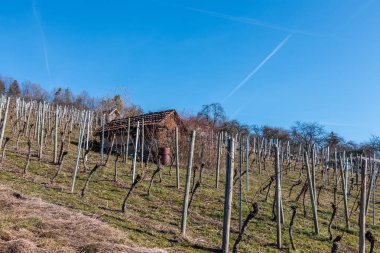 Şarap bahçesinin ortasında küçük hovel