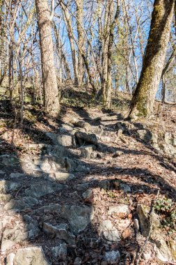 Ormanın ortasında ve mavi gökyüzünü temizlemek