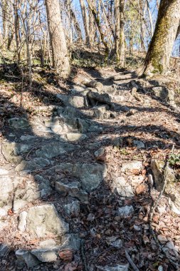 Ormanın ortasında ve mavi gökyüzünü temizlemek