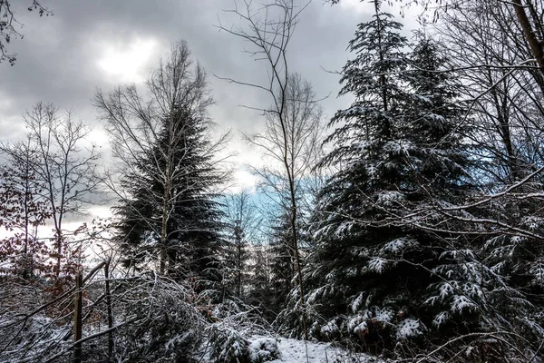 Clareira nevado no meio da floresta de inverno — Fotografia de Stock