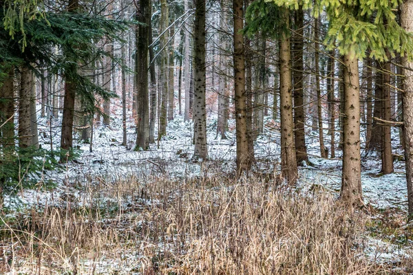 Clareira nevado no meio da floresta de inverno — Fotografia de Stock
