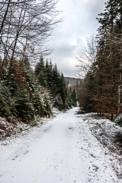 Caminho de floresta nevada no meio da floresta de inverno — Fotografia de Stock