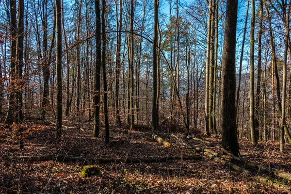 Ormanın ortasında takas — Stok fotoğraf