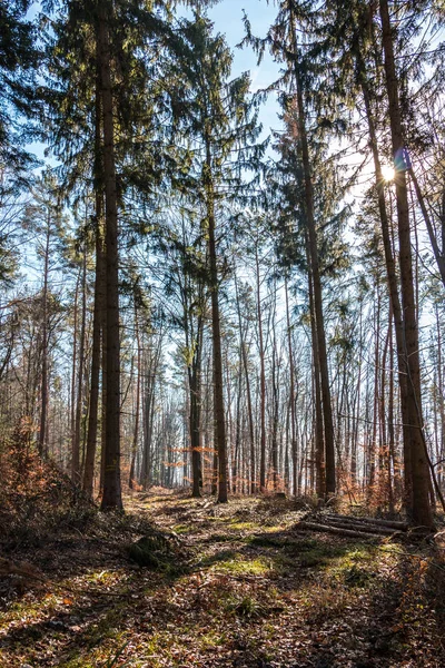 Ormanın ve güneşin ortasında temizleme — Stok fotoğraf