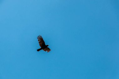 Mavi ve bulutlu gökyüzünde uçan kuş