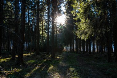 Karanlık ormanın ağaçlarının arasından güneş ışınları