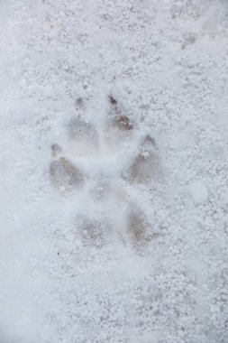 Beyaz karda bir köpek ya da kurt ayak izi