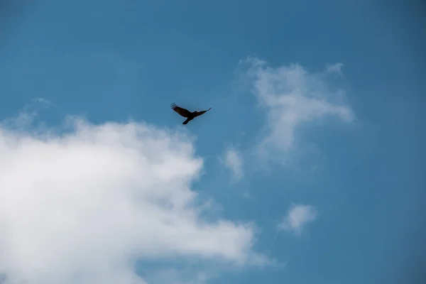 Flying bird in the blue and cloudy sky — Stock Photo, Image