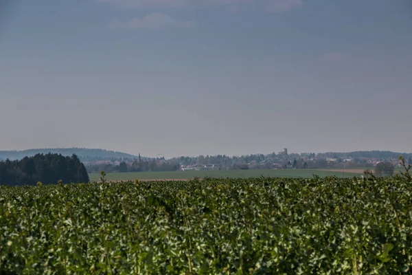 Grote grainfields in het midden van het Duitse platteland met hil — Stockfoto