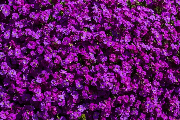 화려한 정원에서 아름다운 보라색 꽃 — 스톡 사진