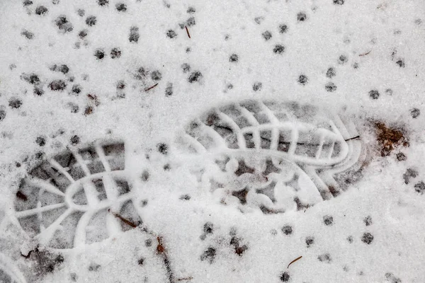 Pegada de um sapato humano na neve branca — Fotografia de Stock
