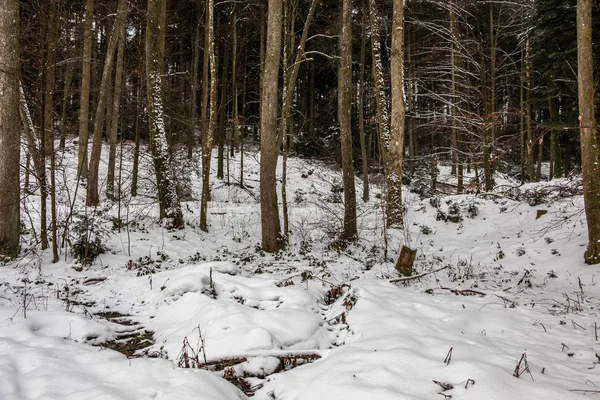 Floresta de inverno com folhas nuas e neve branca — Fotografia de Stock