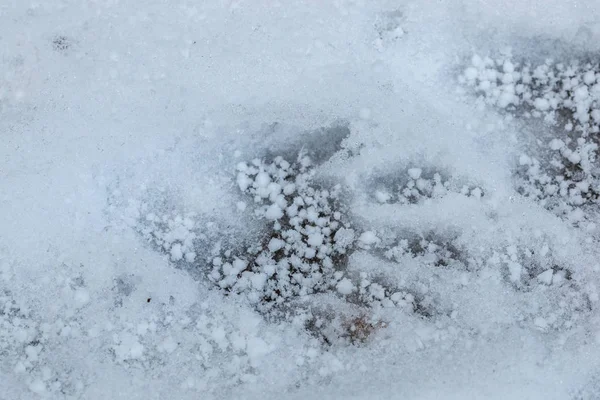Imprimarea picioarelor unui fel de prădător pe zăpada albă — Fotografie, imagine de stoc