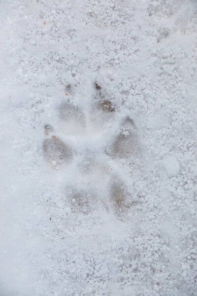 Foot print of a dog or a wolf on the white snow
